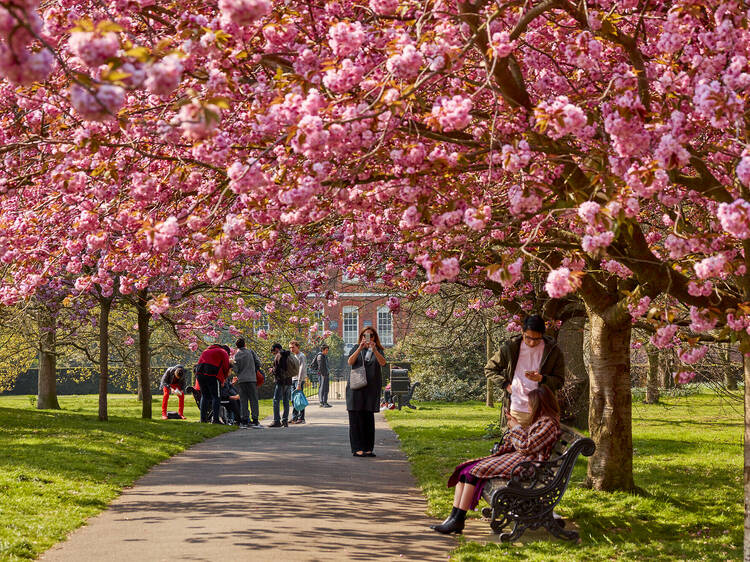 The 10 best places to see cherry blossom in the UK in 2025 The 10 best places to see cherry blossom in the UK in 2025